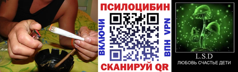 Псилоцибиновые грибы Psilocybine cubensis Кола